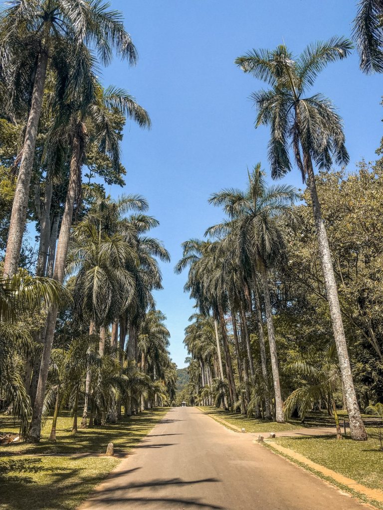 Palm Avenue at Royal Botanical Gardens in Kandy
