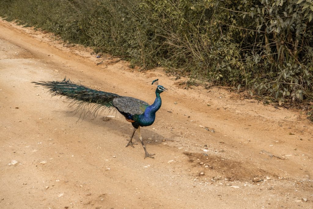 Peacock Udawalawe