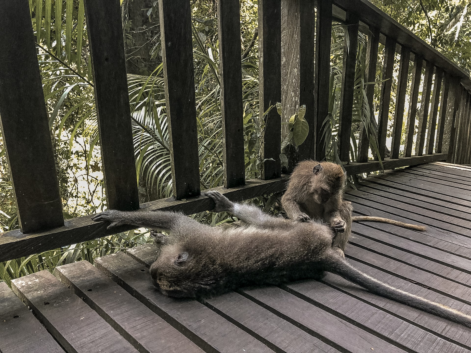 Monkeys on boardwalk in Monkey Forest