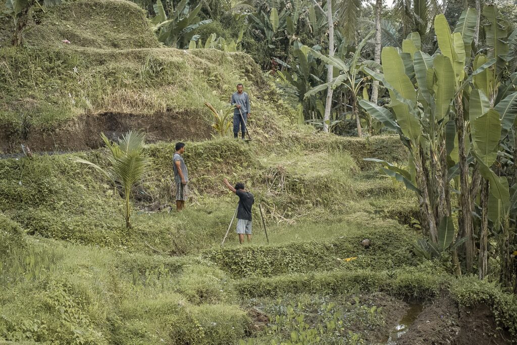 Workers in rice terraces