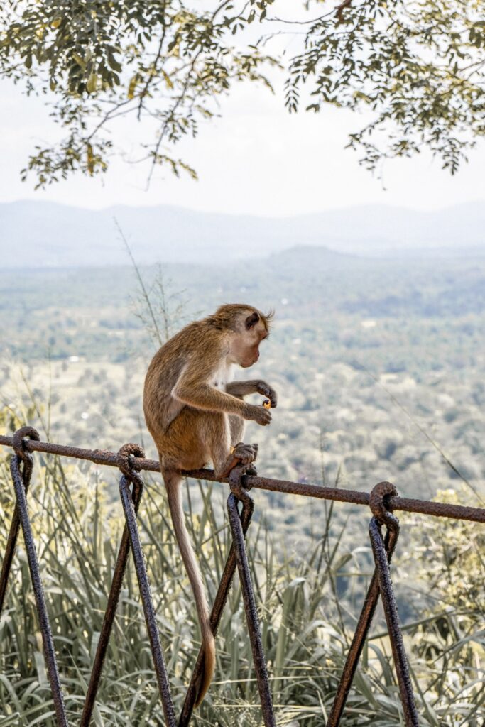 Monkey at Sigiriya Lion Rock