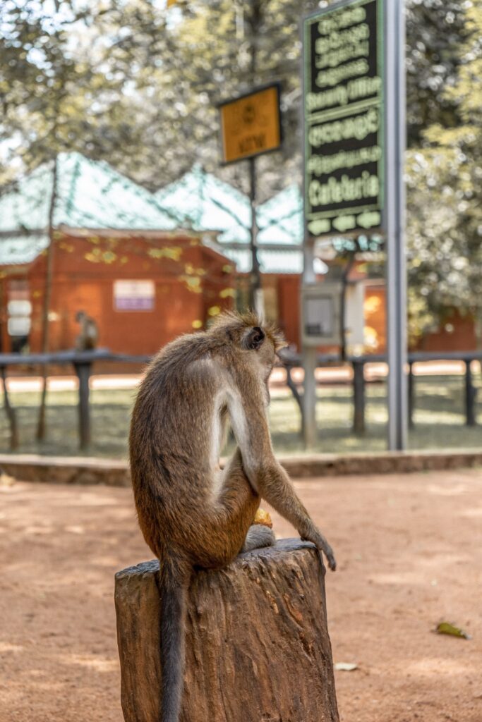 Monkey at Sigirya