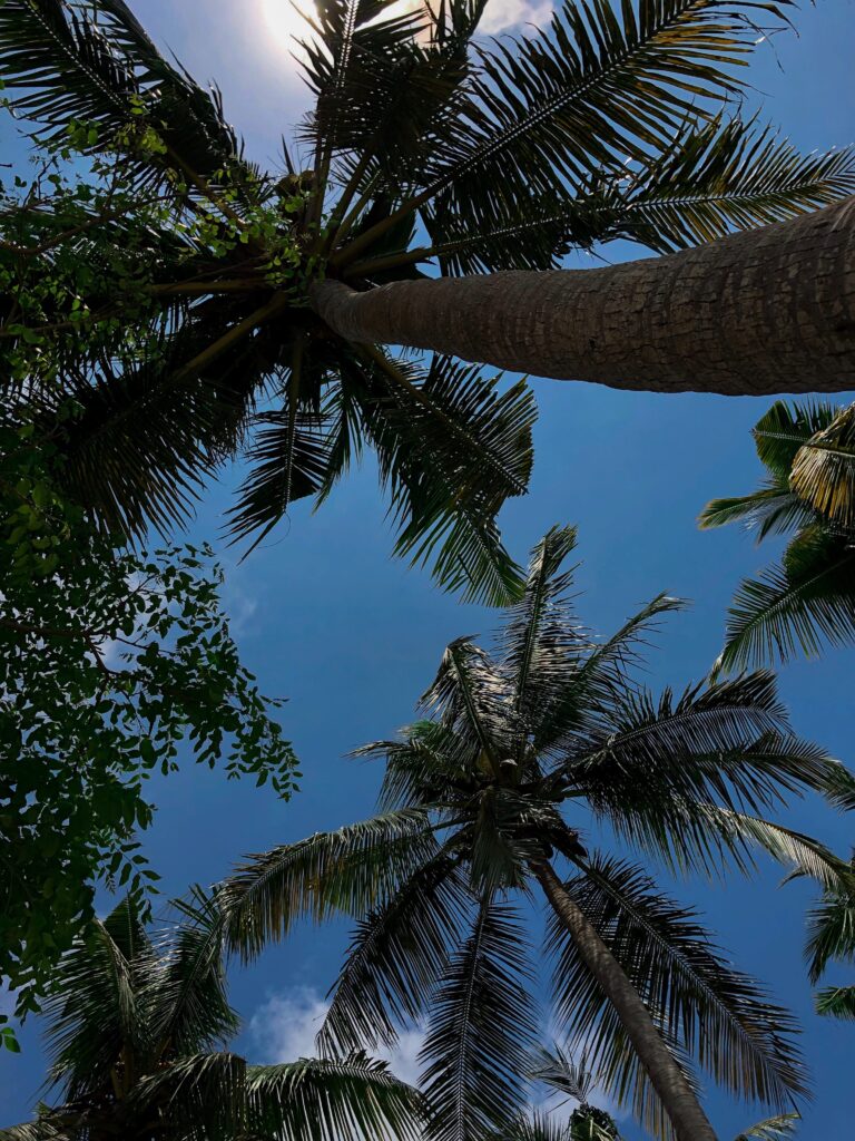 Palmtrees at Crystal Bay Nusa Penida