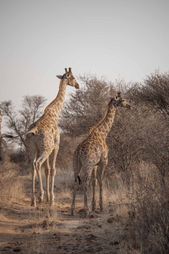 2 giraffes Okonjima Nature Reserve