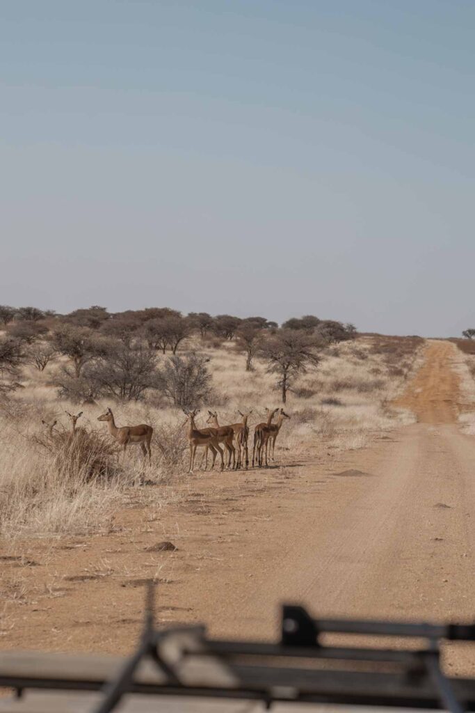 Antilopes in Okonjima Nature Reserve