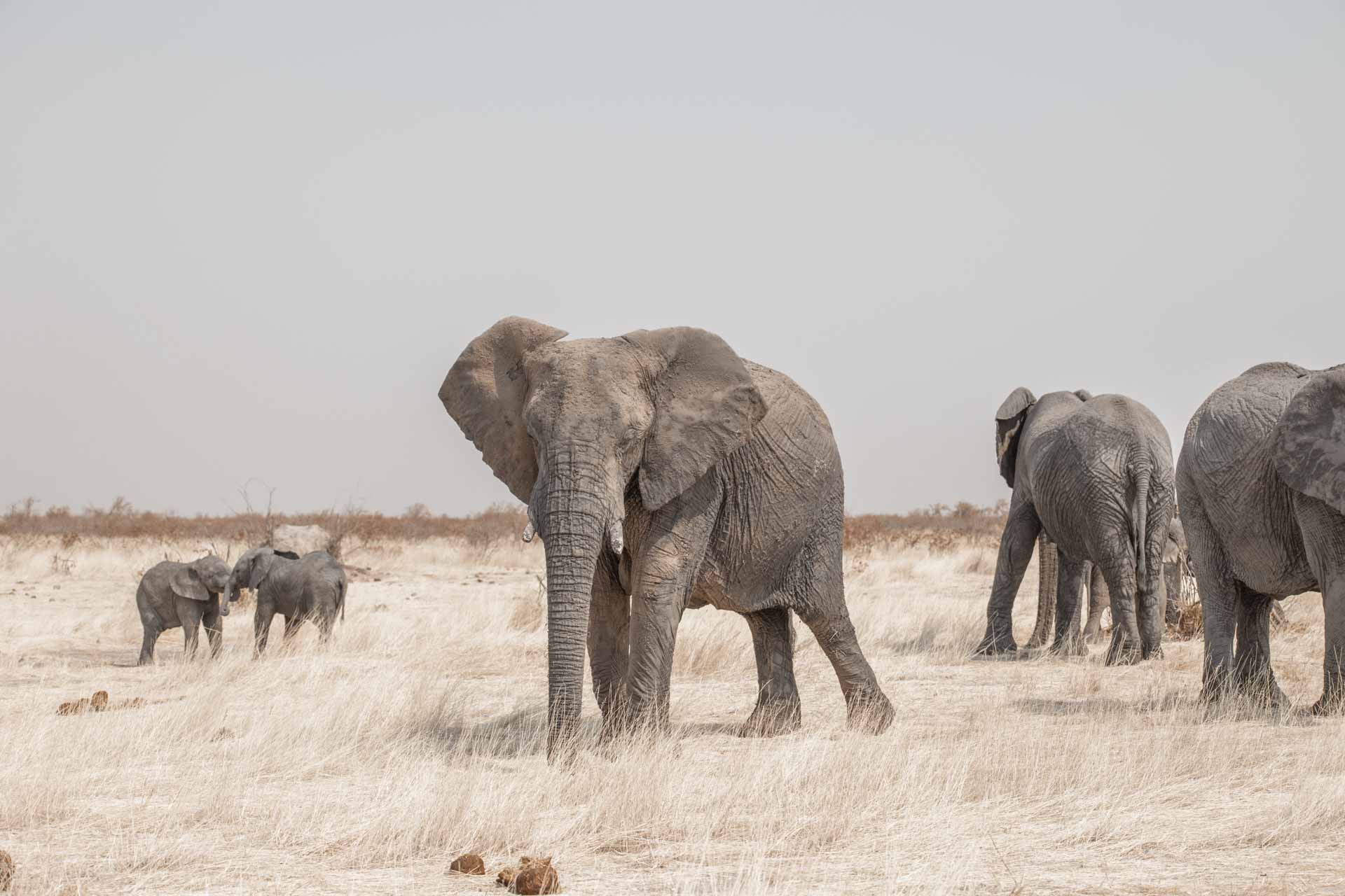 Elephant walking in Etosha