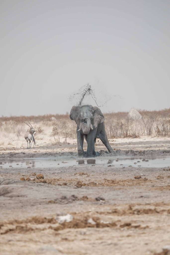 Elephant playing