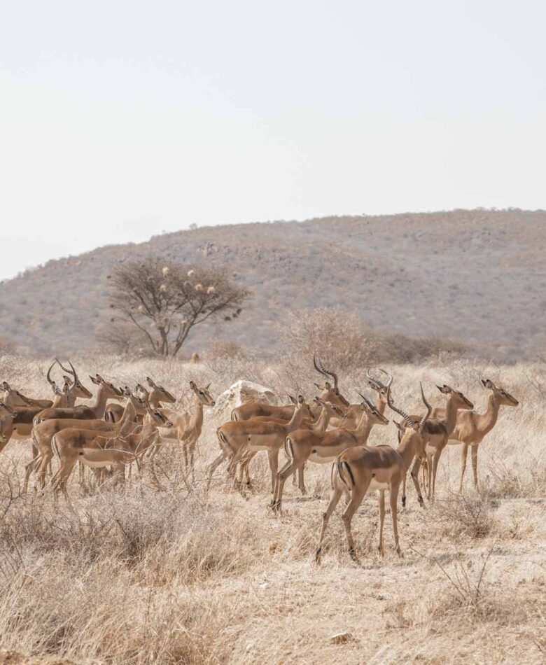 Herd of antilopes in Etosha