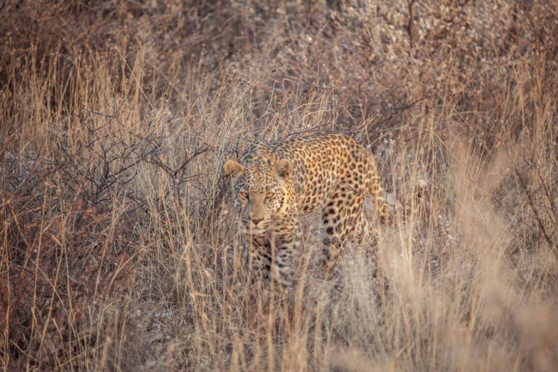 Leopard Okonjima Nature Reserve