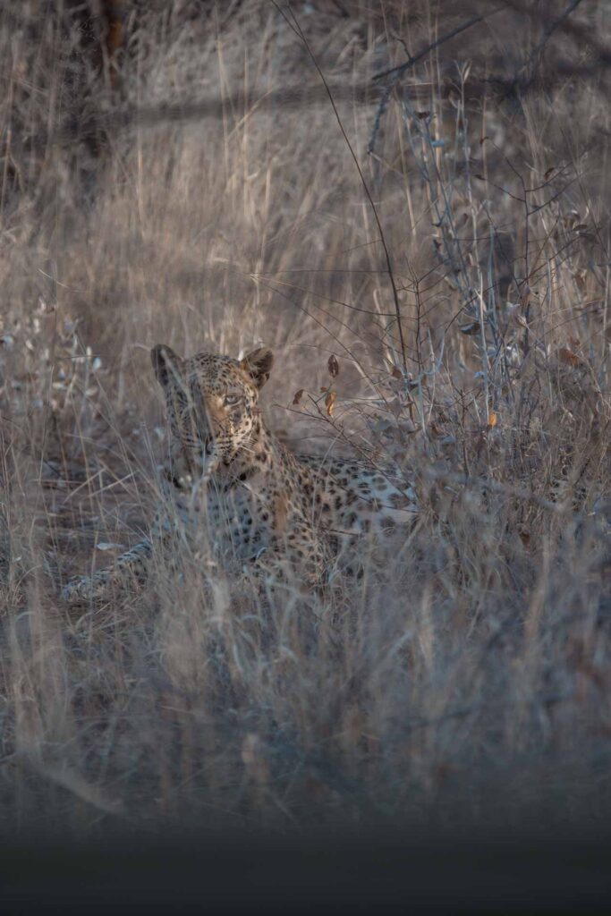 Leopard in Okonjima Nature Reserve