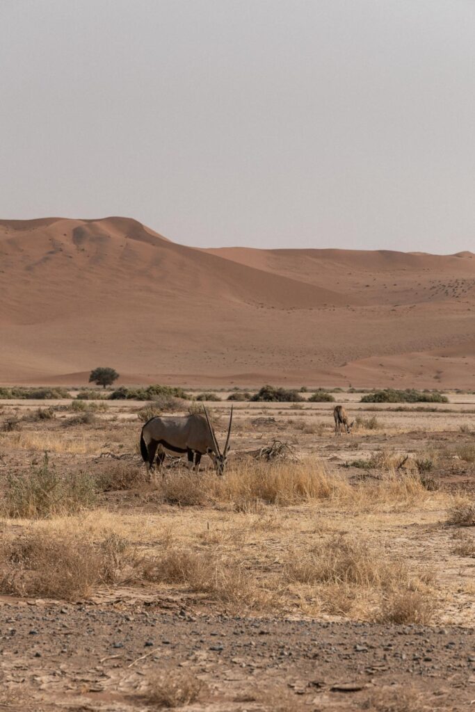 Oryx in Sossusvlei