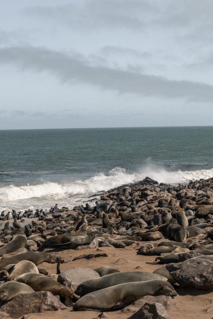 Seals at Cape Cross Seal Reserve