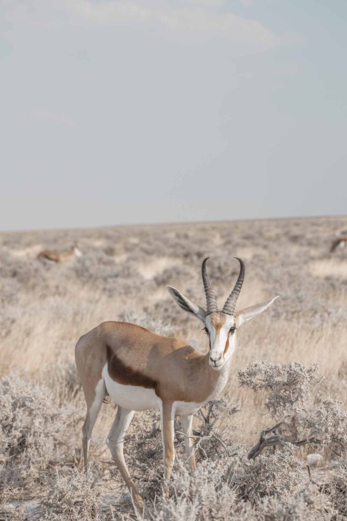 Springbok in Etosha