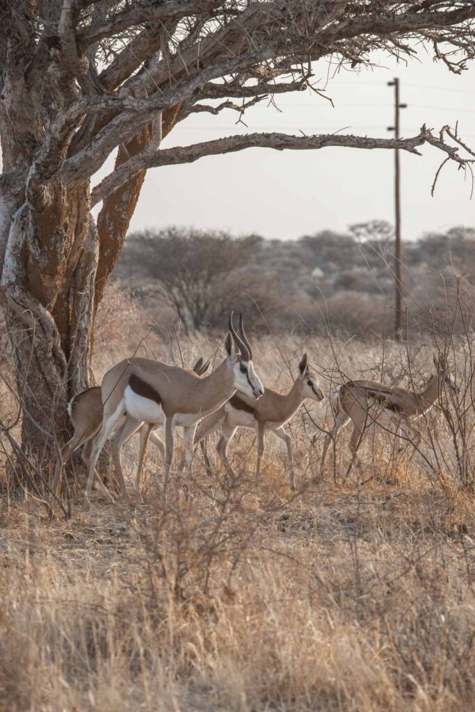 Springboks Okonjima Nature Reserve