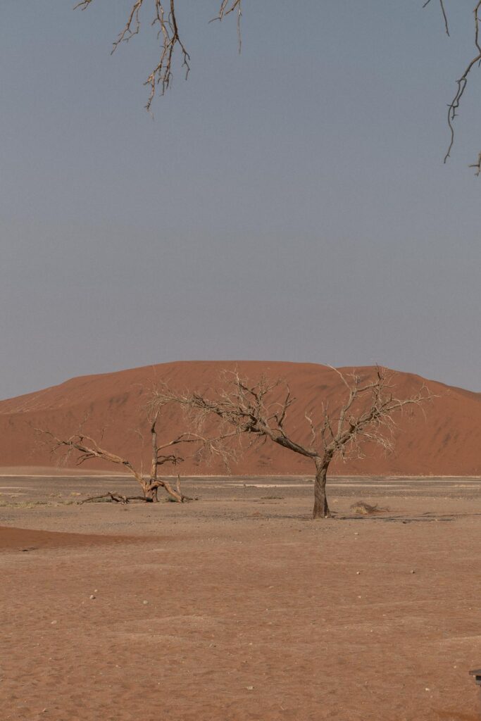 Tree at Dune 45