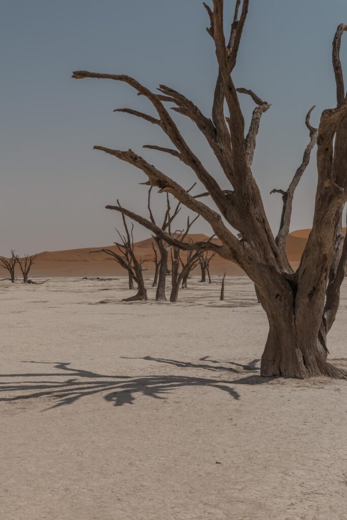 Tree in Deadvlei in Namibia