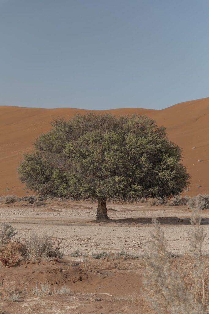 Tree in Sossusvlei