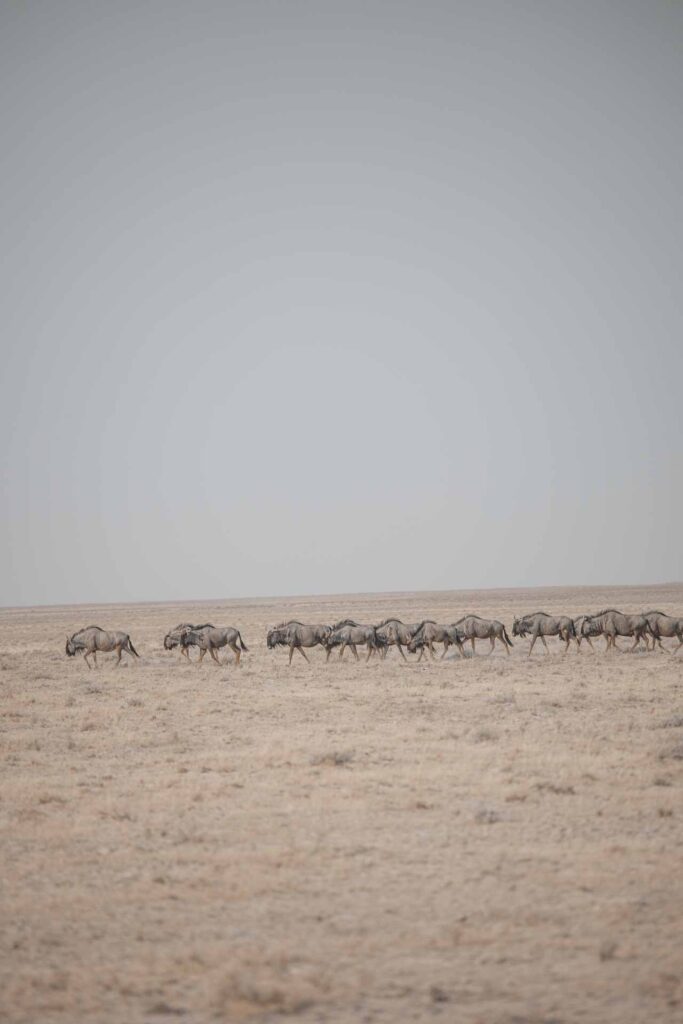 Wildebeest in Etosha