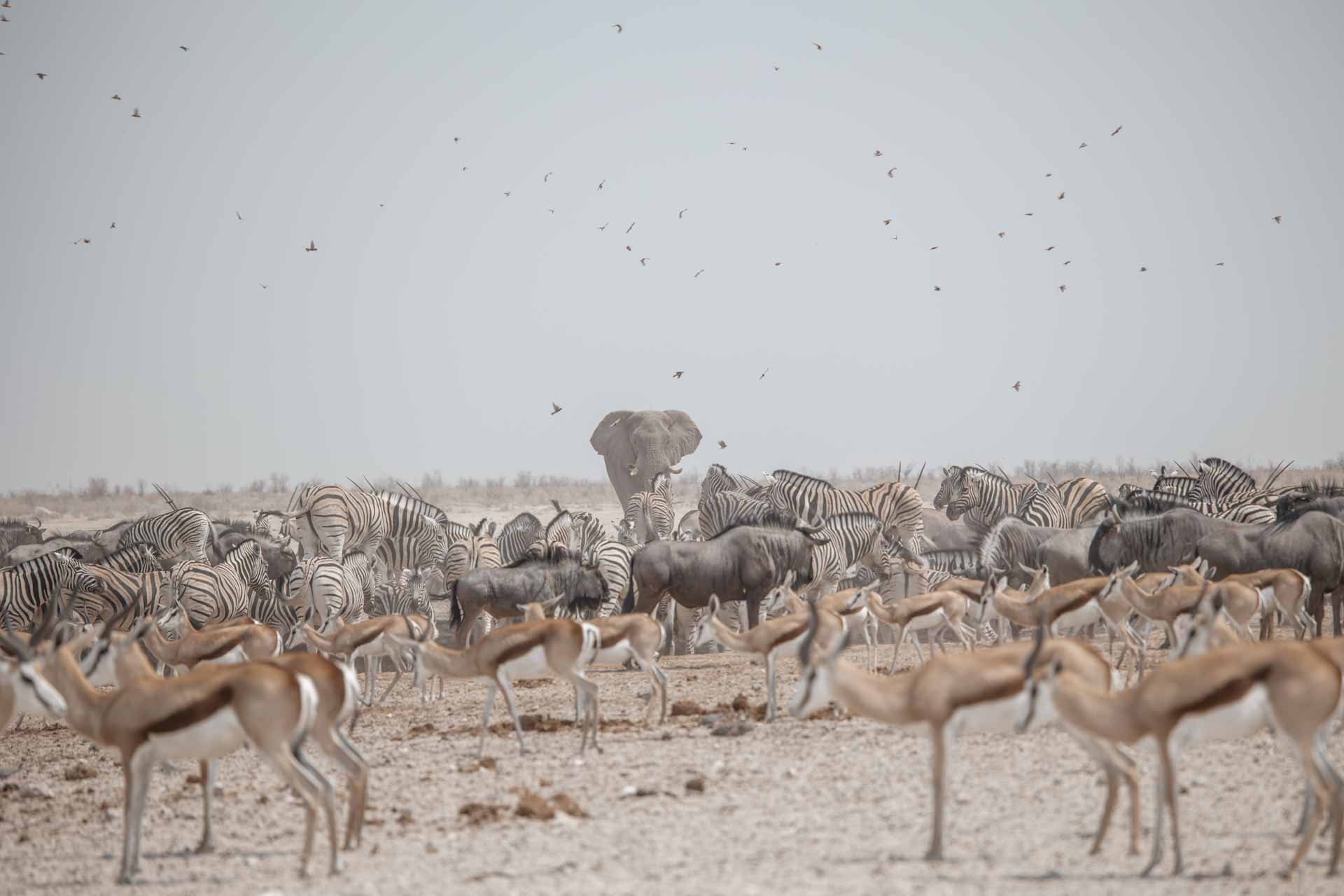 Wildlife Etosha National Park