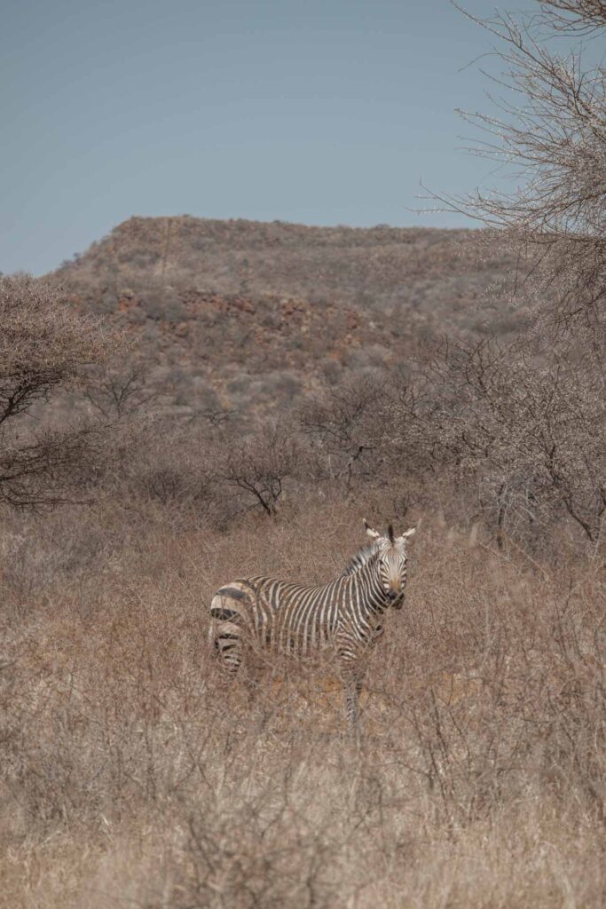 Zebra Okonjima Nature Reserve