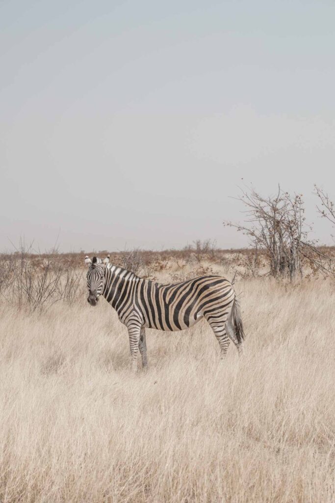 Zebra in high grass