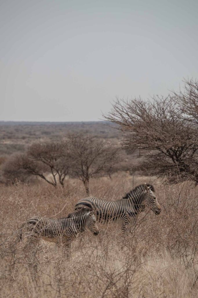 Zebras Okonjima Nature Reserve