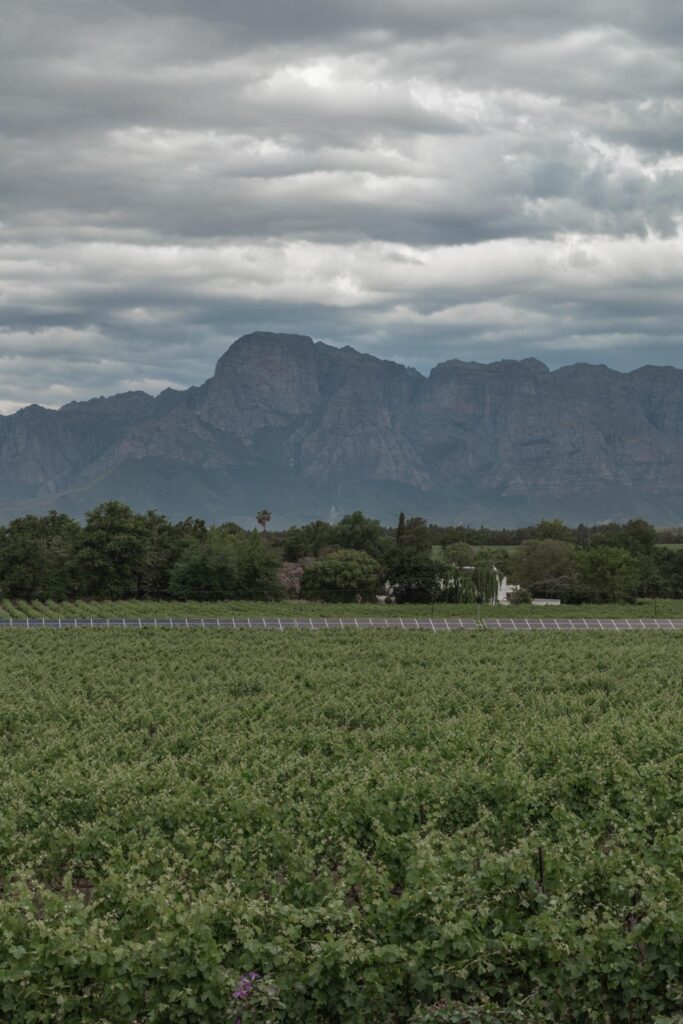 Vines in South Africa