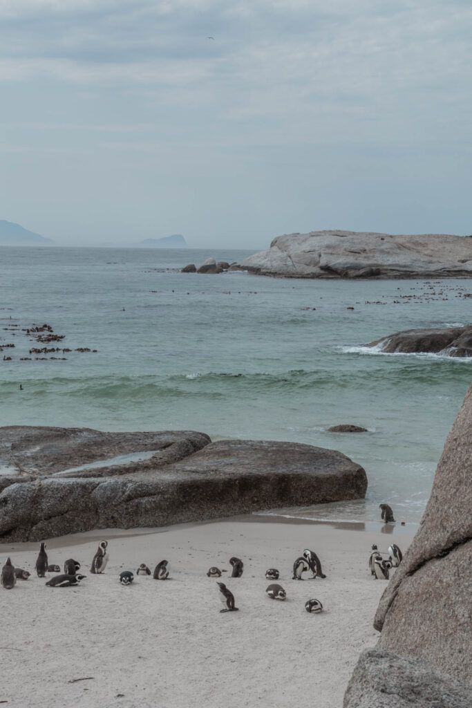 Penguins at the beach in South Africa